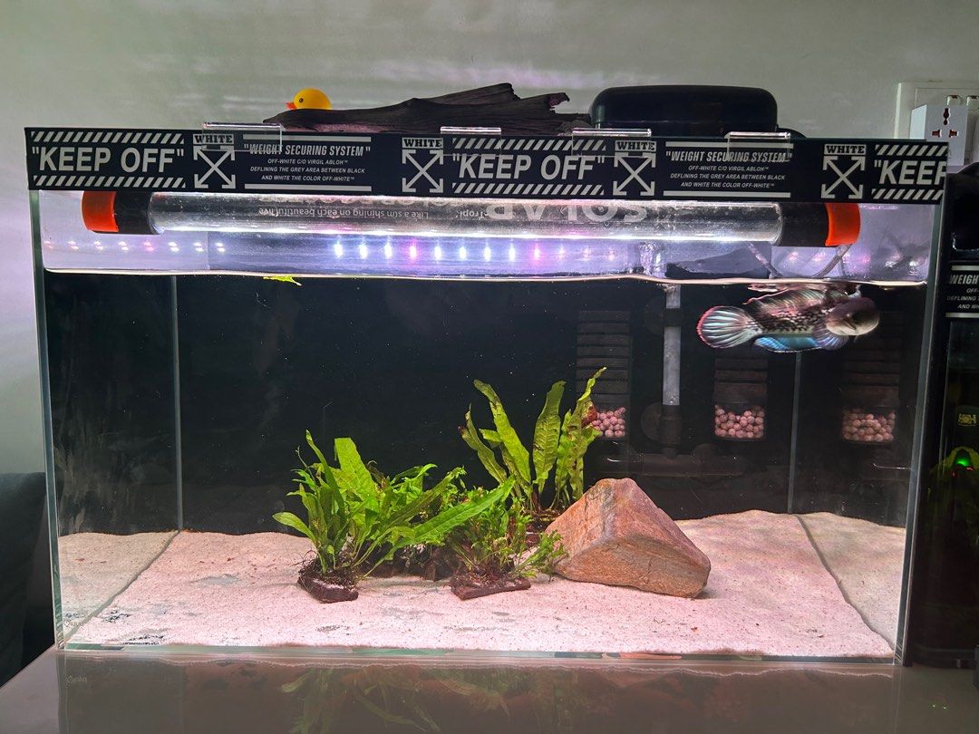 Sengkang 60x30x36 cm Fish Tank, Pet Supplies, Homes & Other Pet
