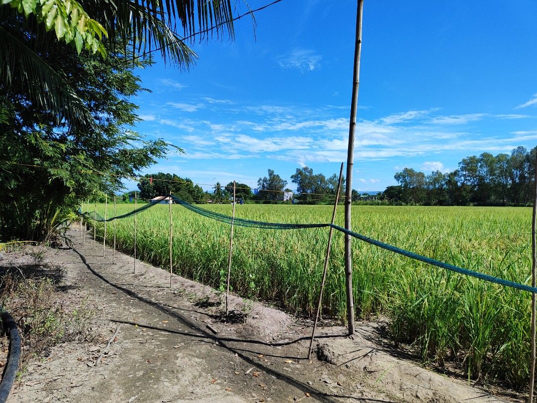 Lot for sale in Labangan San Jose occidental Mindoro near Robinsons