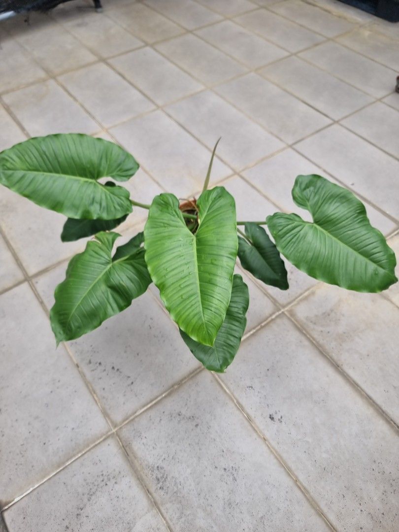 magnolia flower seeds pod Magnolia Pods for Blackwater Aquariums & Vivariums