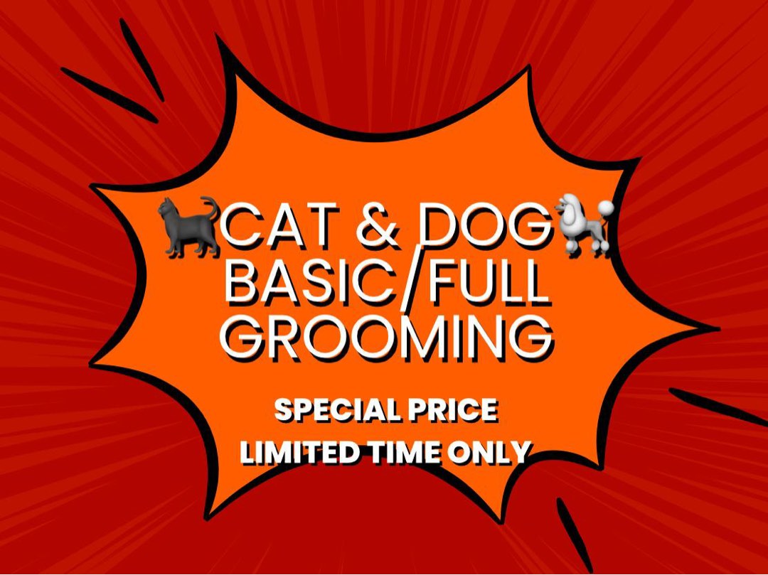 cat-dog-grooming-lifestyle-services-pet-care-services-on-carousell