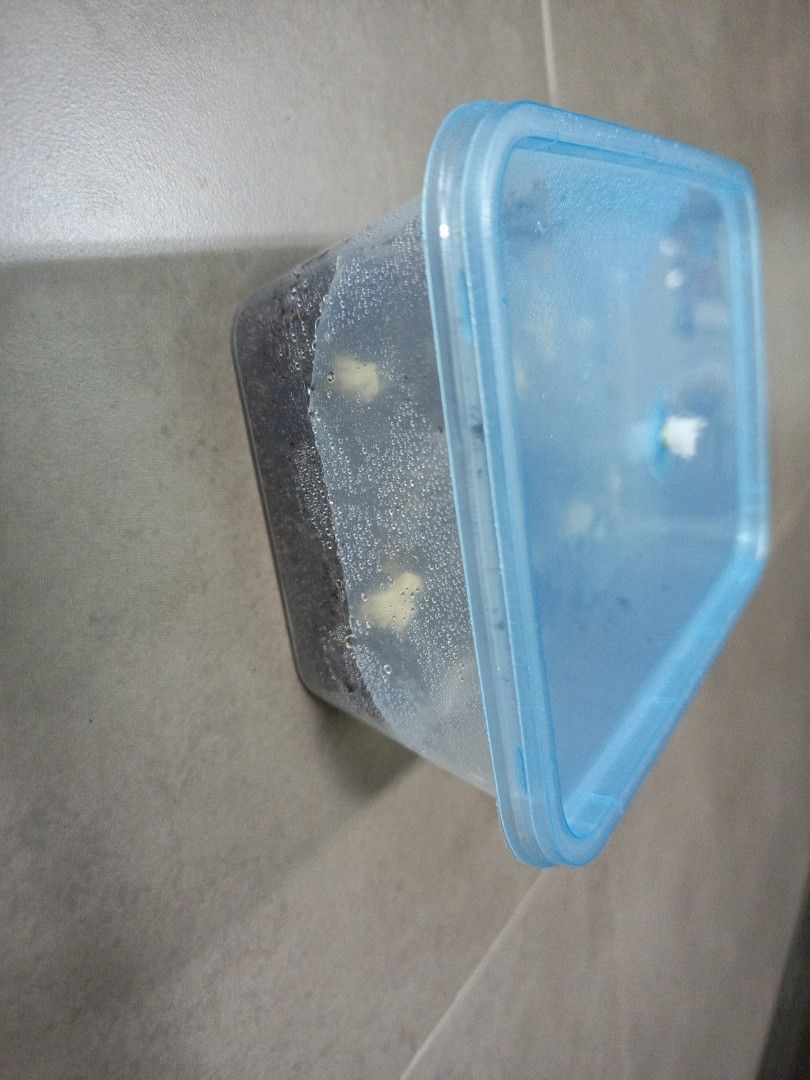 Grindal Worms ( Betta Fish Food ), Pet Supplies, Pet Food on Carousell