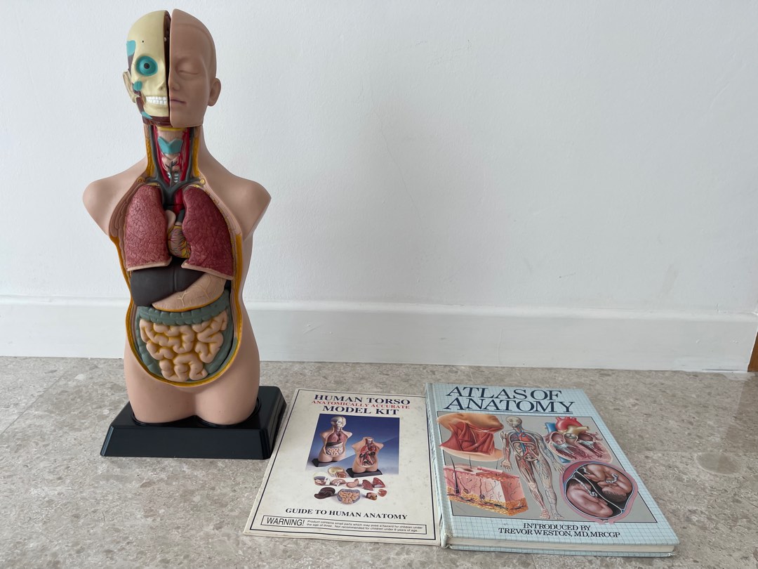 Human Torso Model Kit, Hobbies & Toys, Stationery & Craft, Stationery