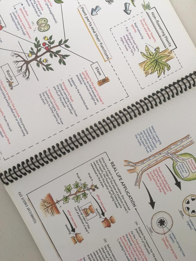 PSLE Science Sketchnotes, Hobbies & Toys, Books & Magazines, Assessment ...