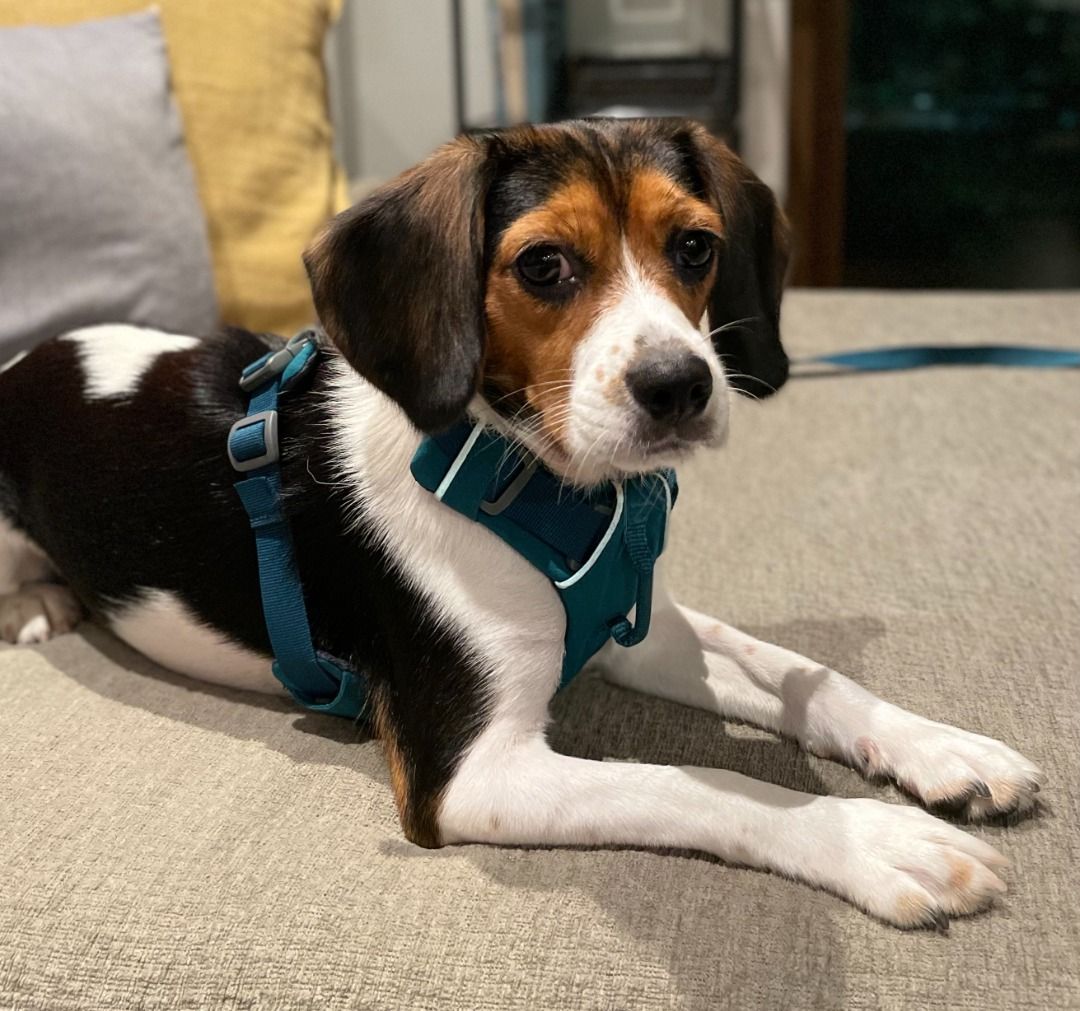 RUFFWEAR DOG HARNESS NO PULL FRONT RANGE XXS Pet Supplies