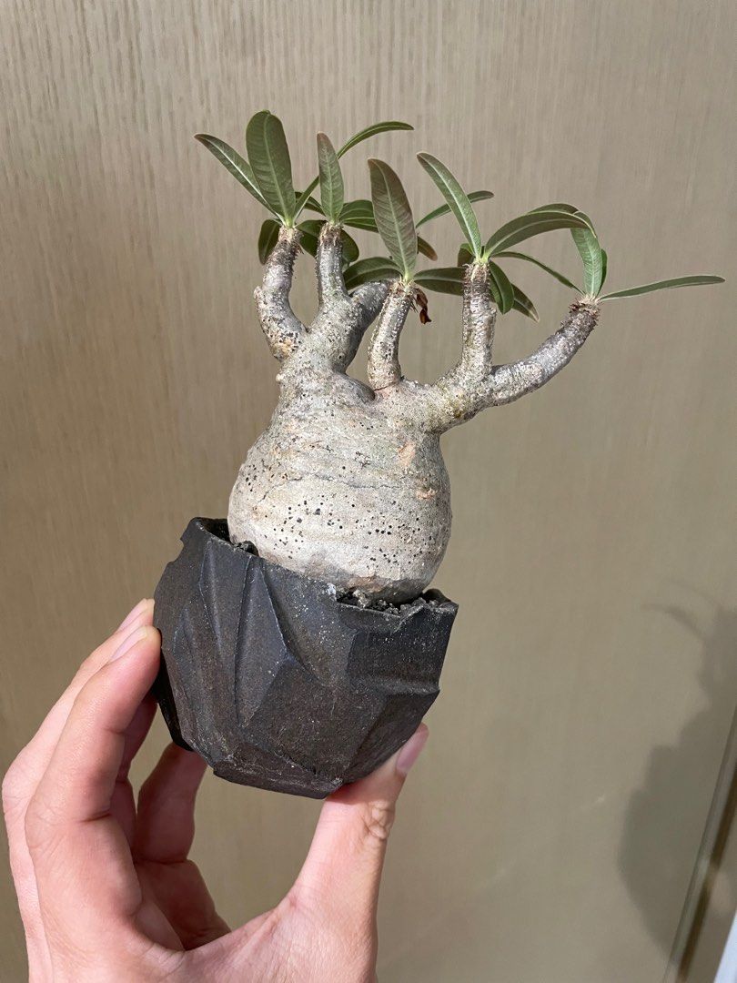 earnest hearts pot 1st kikko 吉光窯 アーネストハーツ(検索用 raw