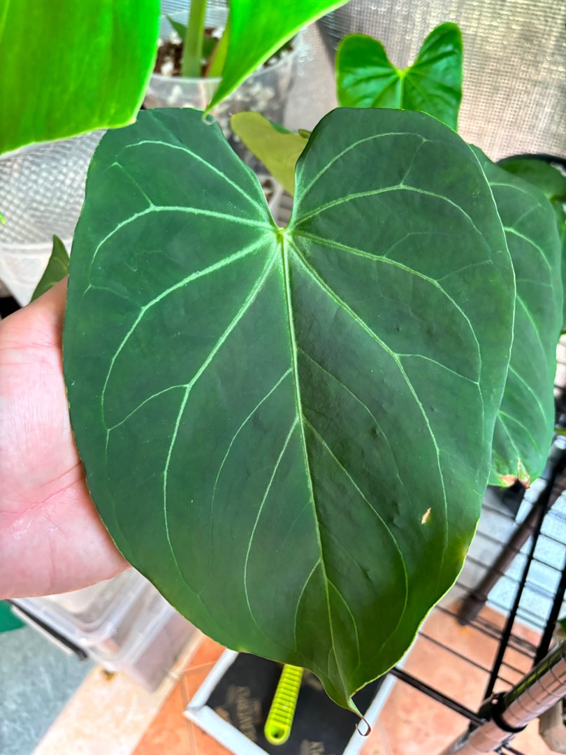 Anthurium King of Spades Hybrid, Furniture & Home Living, Gardening, Plants & Seeds on Carousell