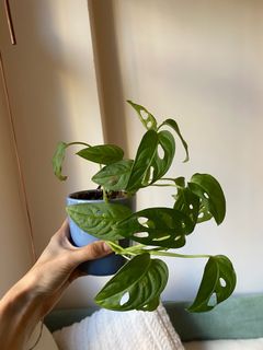（分類：）位於 。 由 morganehamon 提交（商品編號 1266881657，圖片 1）。簡介： 。