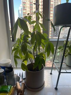 （分類：）位於 。 由 tjnnnnn 提交（商品編號 1266929470，圖片 1）。簡介： 。
