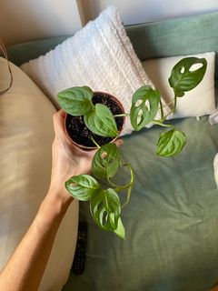 （分類：）位於 。 由 morganehamon 提交（商品編號 1266881438，圖片 1）。簡介： 。