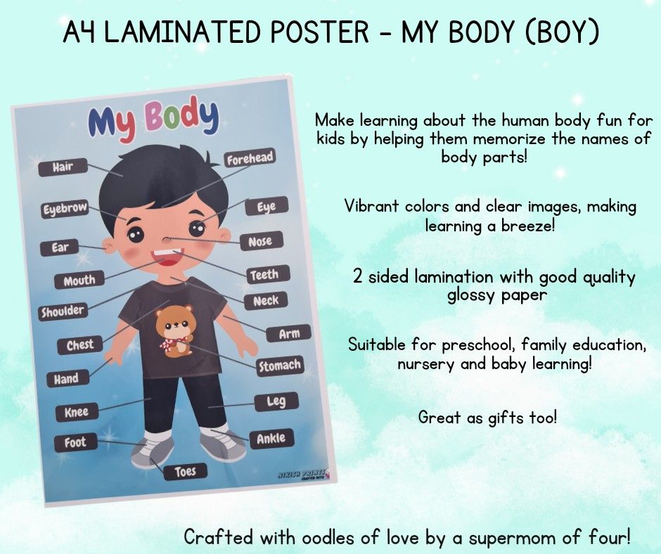 A4 Laminted Educational Poster Human Body Parts (Boy), Hobbies & Toys ...