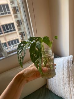 （分類：）位於 。 由 morganehamon 提交（商品編號 1267076619，圖片 1）。簡介： 。