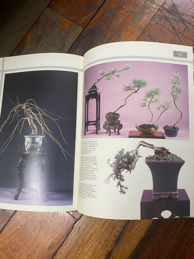 Peter Chan Bonsai the art of growing and keeping miniature trees