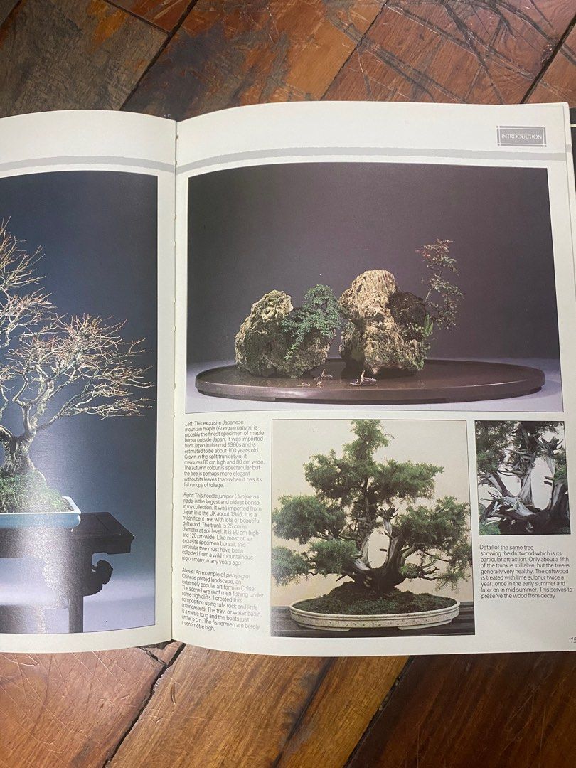 Peter Chan Bonsai the art of growing and keeping miniature trees