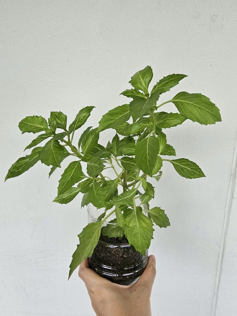 Thai Basil in selfwatering pot, Furniture & Home Living, Gardening