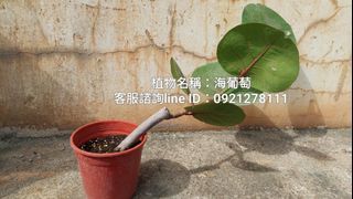 優美造型-海葡萄.台南