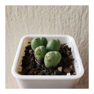 (Category: ) located in . Submitted by HomeGreenery (Listing ID 1267224755, Image 1). Description: .