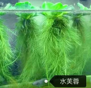 （分類：）位於 。 由 fongjacob8888 提交（商品編號 1267202816，圖片 1）。簡介： 。