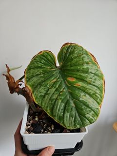 （分類：）位於 。 由 kitekid 提交（商品編號 1267210103，圖片 1）。簡介： 。