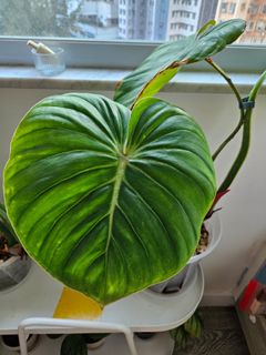 （分類：）位於 。 由 kitekid 提交（商品編號 1267203286，圖片 1）。簡介： 。