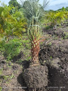 Phoenix palm (big trunk)