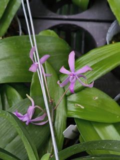 Miniature Orchids Collection item 1