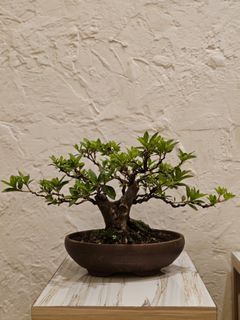 Bonsai Azelea lebar unik berbunga