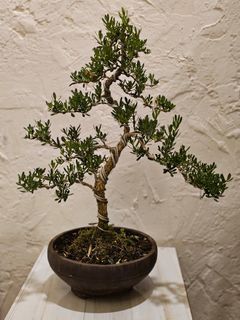 Bonsai Boxus langka unik meliuk
