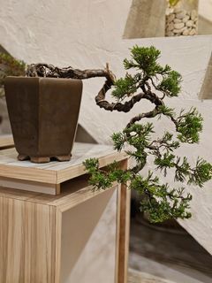 Bonsai cemara cinesis waterfall air terjun langka unik