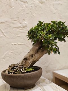 Bonsai dolar mikro langka unik miring