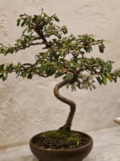 Bonsai Surinamensis langka unik