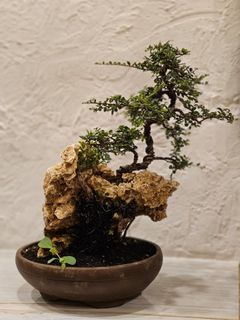 Bonsai ulmus mikro on the rock langka unik