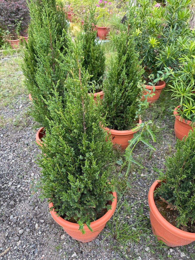 Christmas tree pencil pine real plant 0.5m,0.8m,1m,1.2m height free