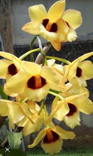 (Category: ) located in . Submitted by tli_bali (Listing ID 1267440230, Image 1). Description: .