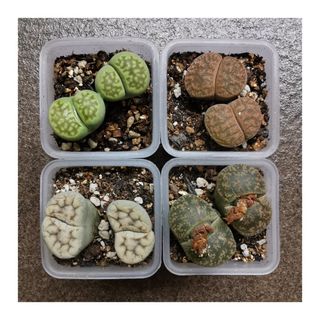 (Category: ) located in . Submitted by HomeGreenery (Listing ID 1267406003, Image 1). Description: .