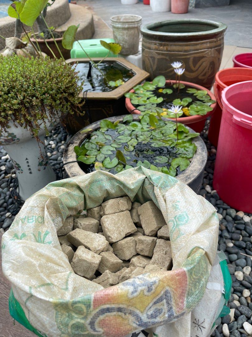 6.5kg Lotus water lily mud soil, Furniture & Home Living, Gardening