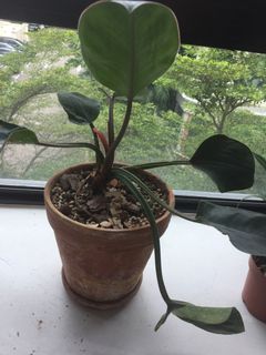 (Category: ) located in . Submitted by andyscha (Listing ID 1267410731, Image 1). Description: .