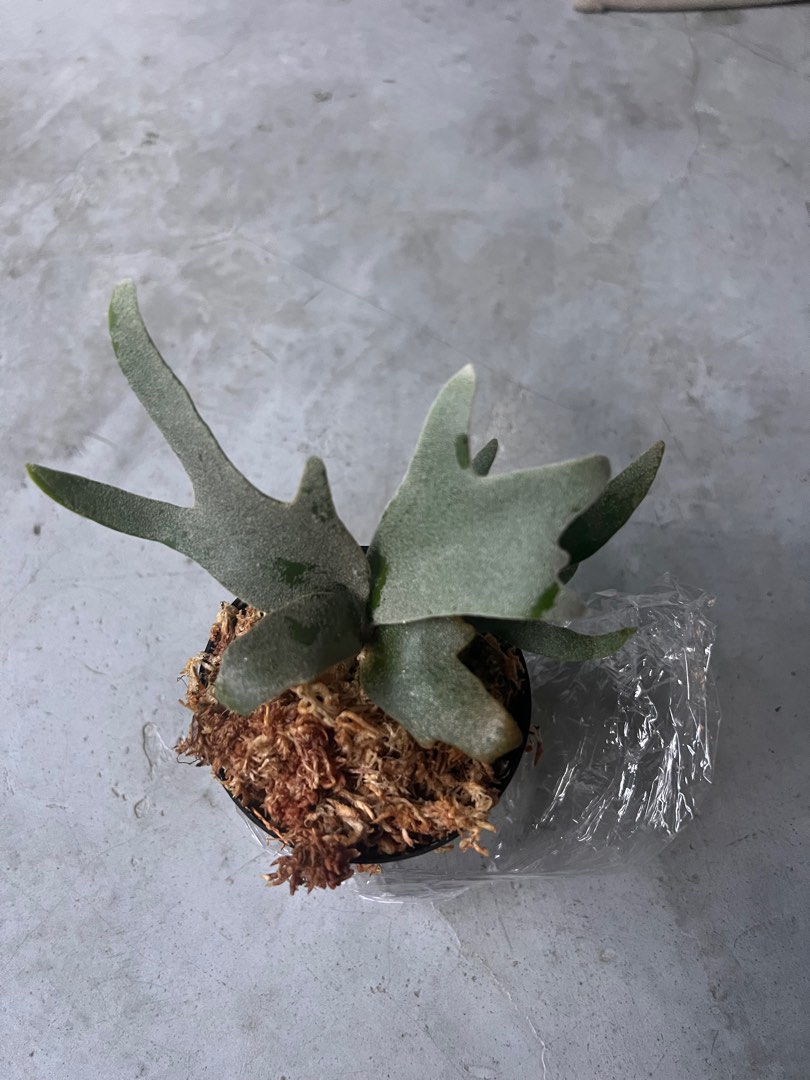 Platycerium Jade Girl Magnet - Magnétique - Décoration Plante - Neuf