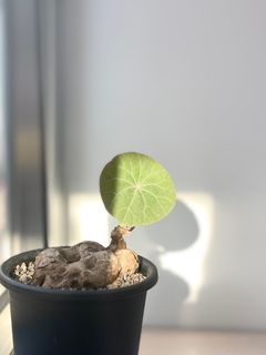 （分類：）位於 。 由 botanic_collection 提交（商品編號 1267655572，圖片 1）。簡介： 。