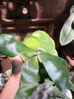清位 平售 爪哇 鹿角蕨 卷卷