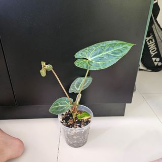 (Category: ) located in . Submitted by imon.leaves (Listing ID 1267571599, Image 1). Description: .