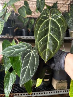 Anthurium Crystallinum DF X CF Bessae