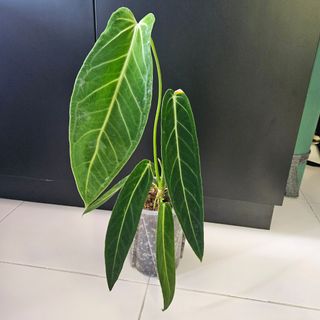 (Category: ) located in . Submitted by imon.leaves (Listing ID 1267571828, Image 1). Description: .