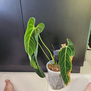 (Category: ) located in . Submitted by imon.leaves (Listing ID 1267571961, Image 1). Description: .
