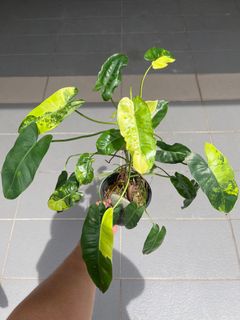 (Category: ) located in . Submitted by e.x.o_plant (Listing ID 1267592396, Image 1). Description: .