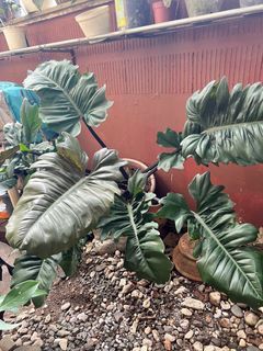 Philodendron Matuda- giant