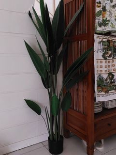 Pokok