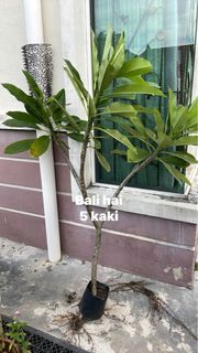 Pokok kemboja Bali hai plumeria frangipani