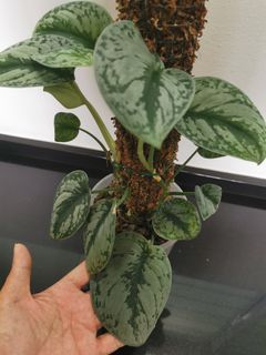 Scindapsus Pictus Exotica