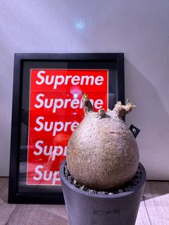 （分類：）位於 。 由 happy_hector 提交（商品編號 1267898149，圖片 1）。簡介： 。