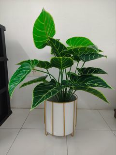 (Category: ) located in . Submitted by intan.sh212 (Listing ID 1267775719, Image 1). Description: .
